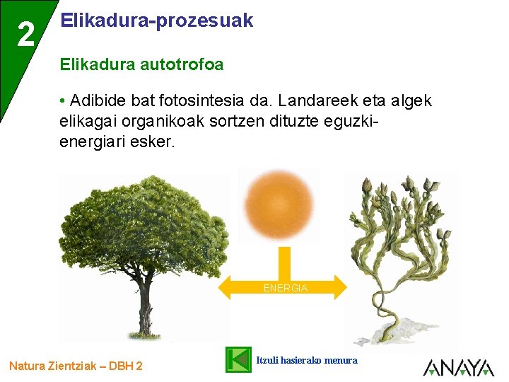 2 Elikadura-prozesuak Elikadura autotrofoa • Adibide bat fotosintesia da. Landareek eta algek elikagai organikoak