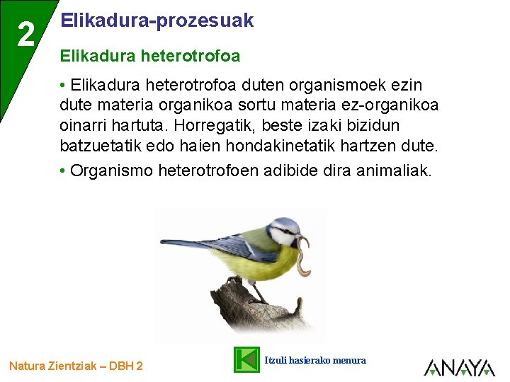 2 Elikadura-prozesuak Elikadura heterotrofoa • Elikadura heterotrofoa duten organismoek ezin dute materia organikoa sortu