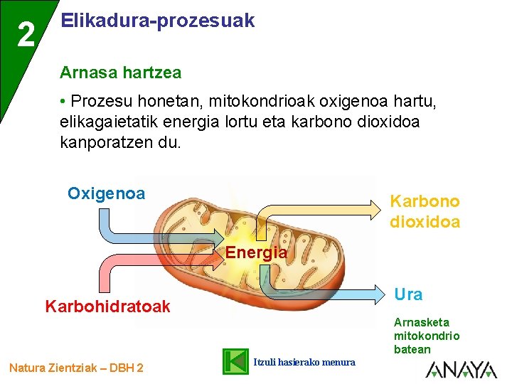 2 Elikadura-prozesuak Arnasa hartzea • Prozesu honetan, mitokondrioak oxigenoa hartu, elikagaietatik energia lortu eta