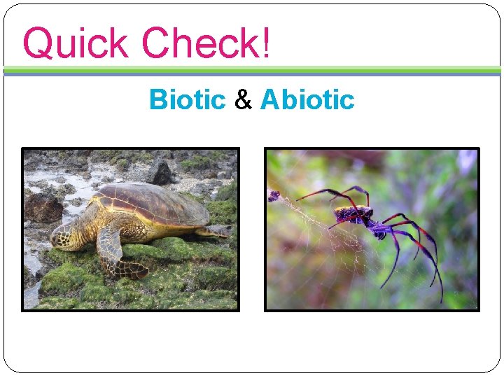 Quick Check! Biotic & Abiotic 