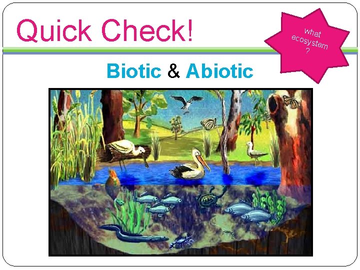 Quick Check! Biotic & Abiotic wh ecos at yste m ? 