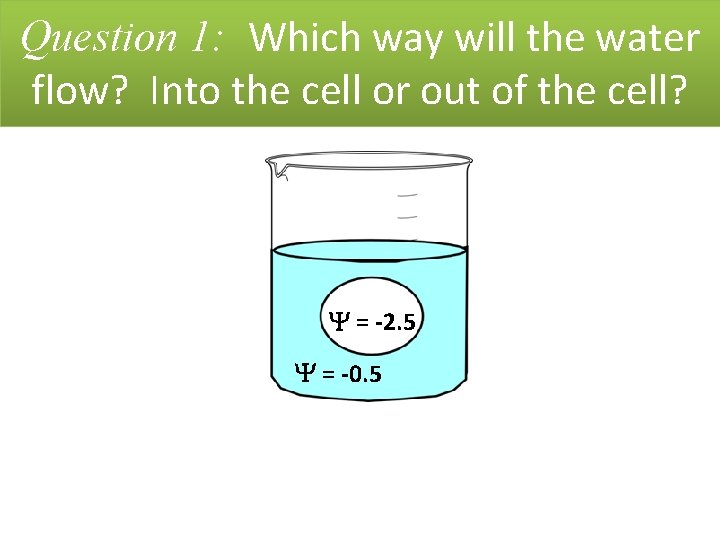 Question 1: Which way will the water flow? Into the cell or out of