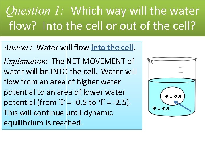 Question 1: Which way will the water flow? Into the cell or out of