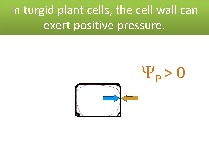 In turgid plant cells, the cell wall can exert positive pressure. P > 0