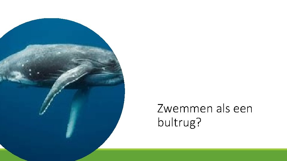 Zwemmen als een bultrug? 