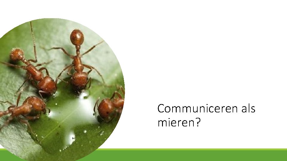 Communiceren als mieren? 