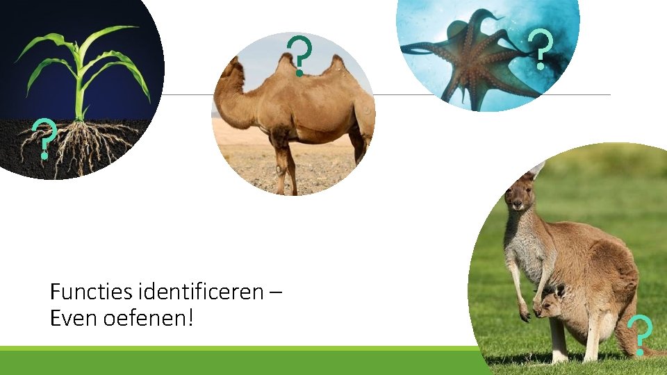 Functies identificeren – Even oefenen! 