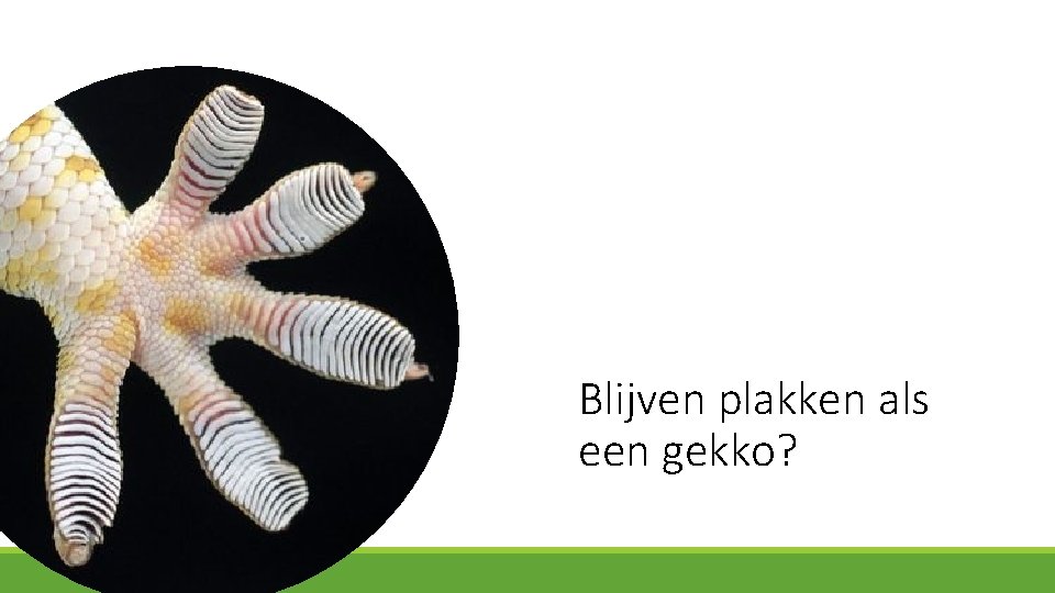 Blijven plakken als een gekko? 