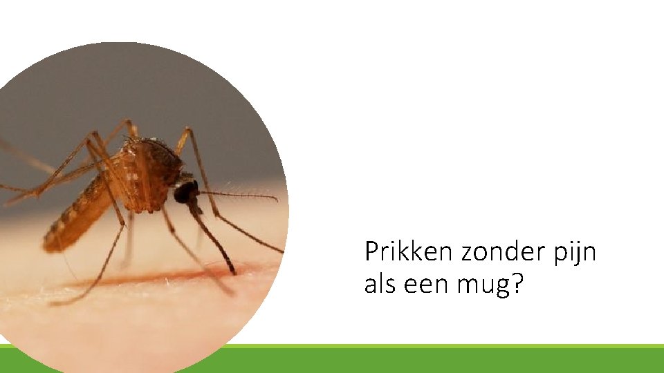 Prikken zonder pijn als een mug? 