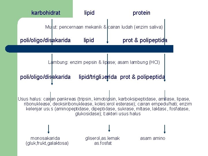 karbohidrat lipid protein Mulut: pencernaan mekanik & cairan ludah (enzim saliva) poli/oligo/disakarida lipid prot