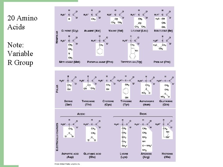 20 Amino Acids Note: Variable R Group 