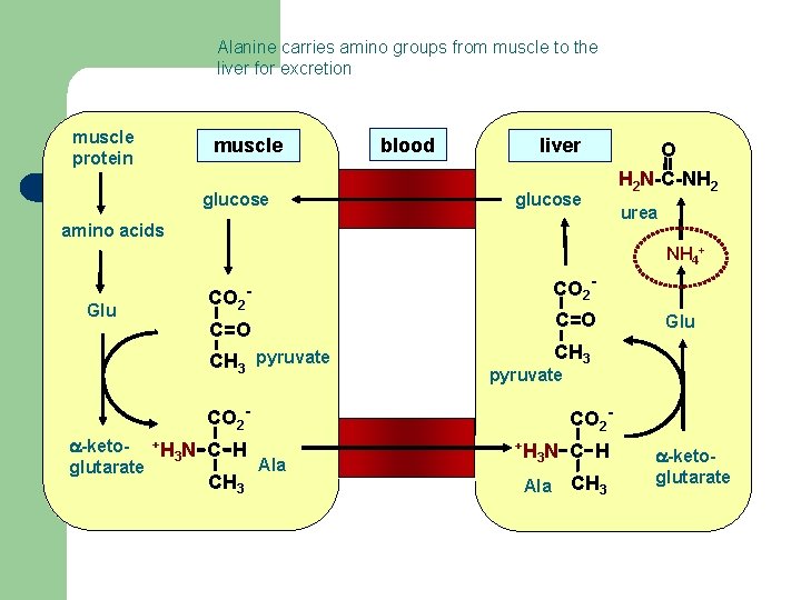 Alanine carries amino groups from muscle to the liver for excretion muscle protein muscle