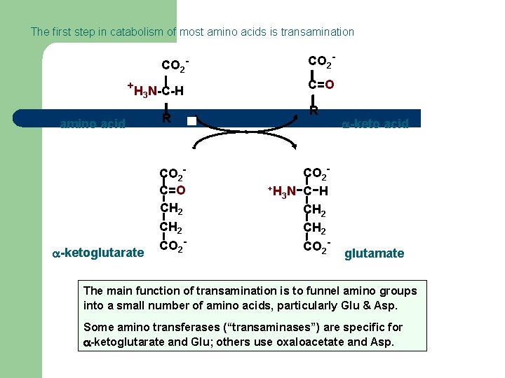 The first step in catabolism of most amino acids is transamination CO 2+H N-C-H