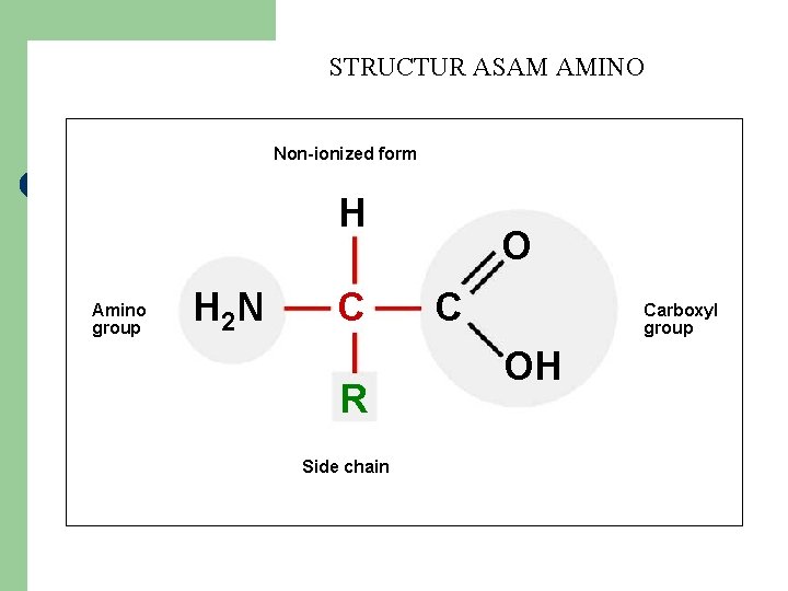 STRUCTUR ASAM AMINO Non-ionized form H Amino group H 2 N C R Side