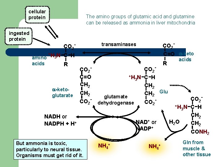 cellular protein ingested protein The amino groups of glutamic acid and glutamine can be