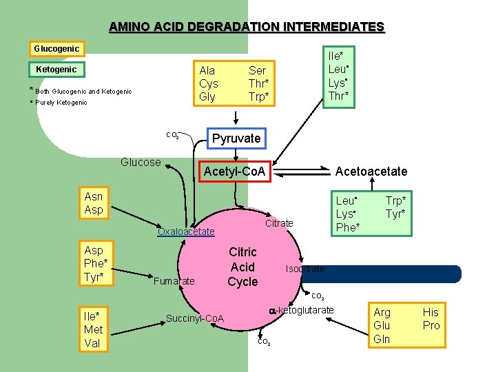 AMINO ACID DEGRADATION INTERMEDIATES Glucogenic Ala Cys Gly Ketogenic * Both Glucogenic and Ketogenic