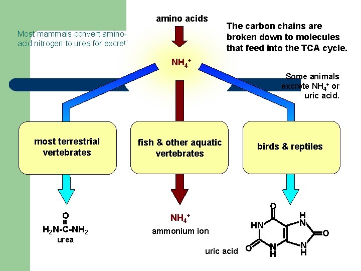 amino acids Most mammals convert aminoacid nitrogen to urea for excretion The carbon chains