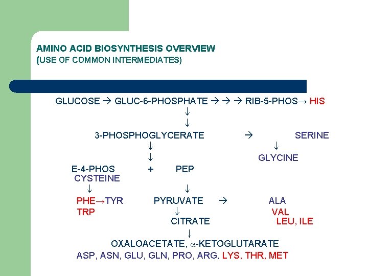 AMINO ACID BIOSYNTHESIS OVERVIEW (USE OF COMMON INTERMEDIATES) GLUCOSE GLUC-6 -PHOSPHATE RIB-5 -PHOS→ HIS