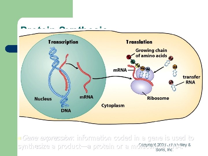Protein Synthesis Gene expression: information coded in a gene is used to Copyright 2008