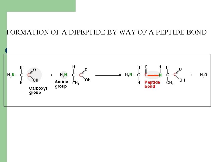 FORMATION OF A DIPEPTIDE BY WAY OF A PEPTIDE BOND H H 2 N