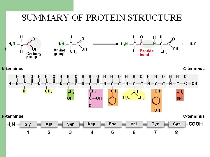 SUMMARY OF PROTEIN STRUCTURE H H 2 N H O + C C H