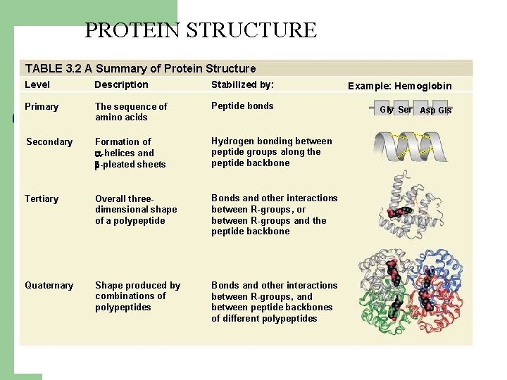 PROTEIN STRUCTURE TABLE 3. 2 A Summary of Protein Structure Level Description Stabilized by: