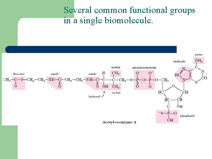 Several common functional groups in a single biomolecule. 