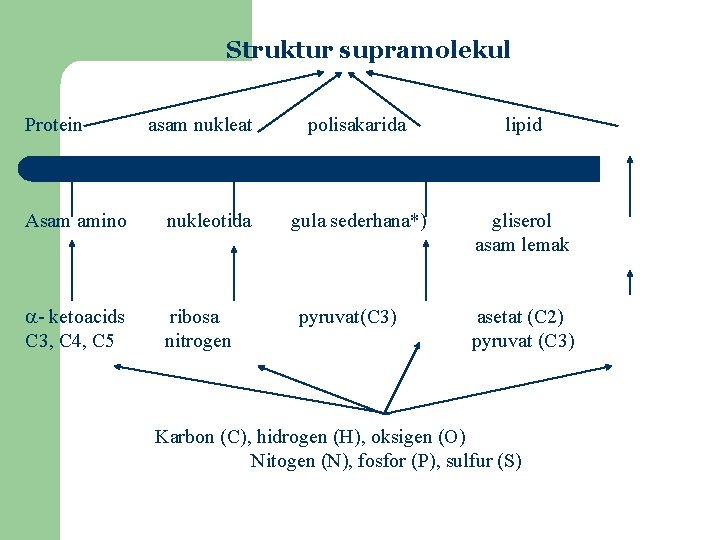 Struktur supramolekul Protein asam nukleat Asam amino nukleotida - ketoacids C 3, C 4,