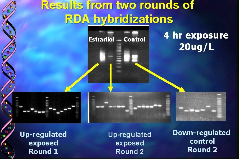 Results from two rounds of RDA hybridizations Estradiol Up-regulated exposed Round 1 Control Up-regulated