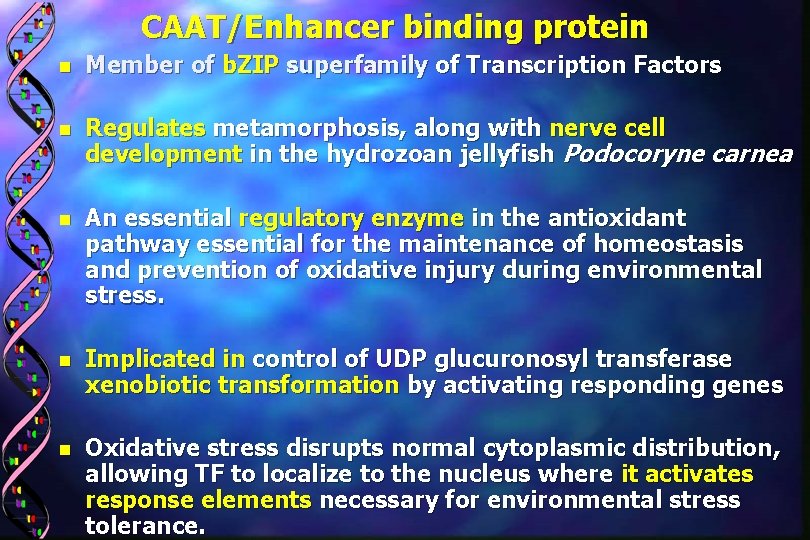 CAAT/Enhancer binding protein n Member of b. ZIP superfamily of Transcription Factors n Regulates