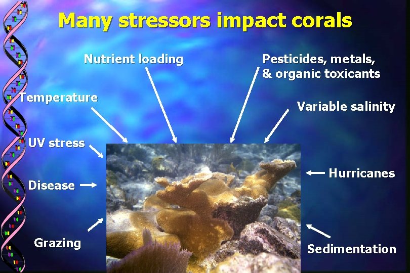 Many stressors impact corals Nutrient loading Temperature Pesticides, metals, & organic toxicants Variable salinity