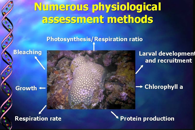 Numerous physiological assessment methods Photosynthesis/Respiration ratio Bleaching Growth Respiration rate Larval development and recruitment