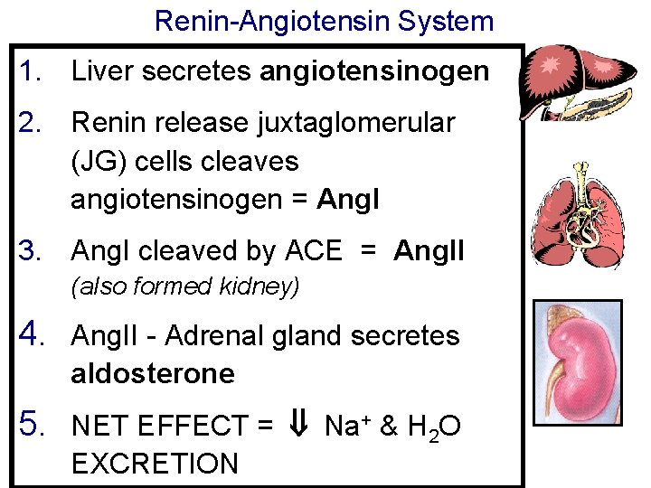 Renin-Angiotensin System 1. Liver secretes angiotensinogen 2. Renin release juxtaglomerular (JG) cells cleaves angiotensinogen