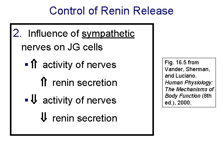 Control of Renin Release 2. Influence of sympathetic nerves on JG cells § activity