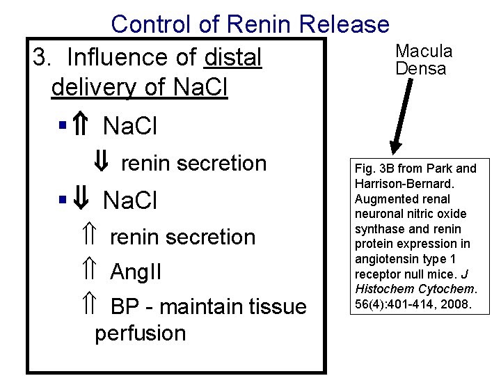 Control of Renin Release Macula 3. Influence of distal Densa delivery of Na. Cl