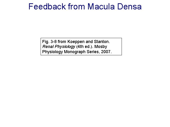 Feedback from Macula Densa Fig. 3 -8 from Koeppen and Stanton. Renal Physiology (4