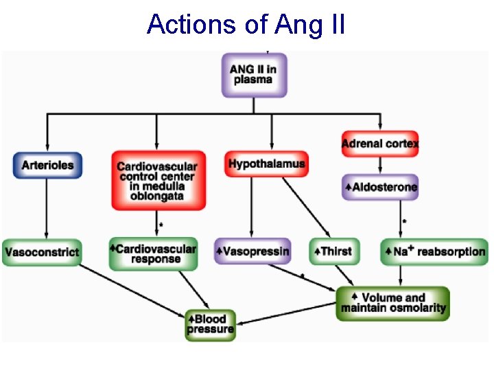 Actions of Ang II 