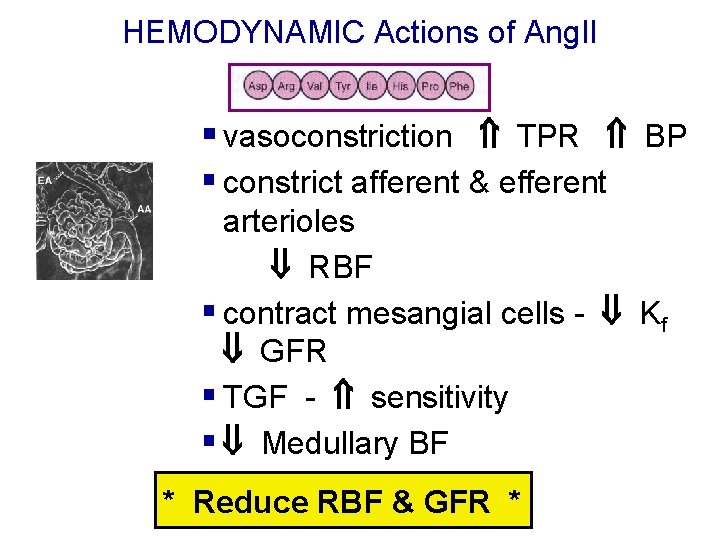 HEMODYNAMIC Actions of Ang. II § vasoconstriction TPR BP § constrict afferent & efferent