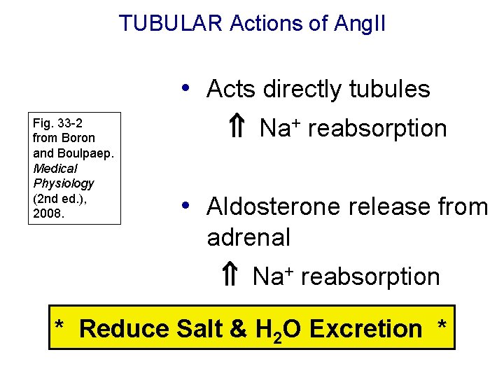 TUBULAR Actions of Ang. II • Acts directly tubules Fig. 33 -2 from Boron