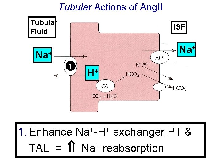 Tubular Actions of Ang. II Tubular Fluid ISF Na+ 1 H+ 1. Enhance Na+-H+