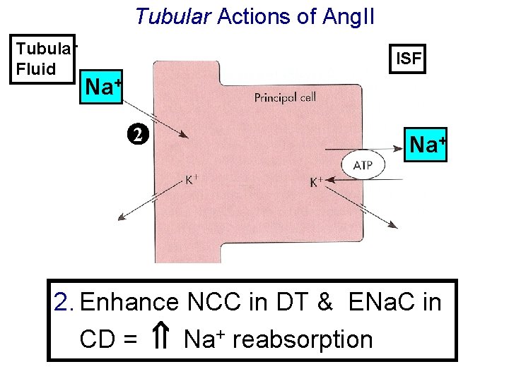 Tubular Actions of Ang. II Tubular Fluid ISF Na+ 2. Enhance NCC in DT