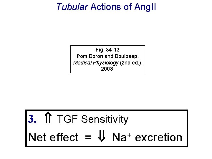 Tubular Actions of Ang. II Fig. 34 -13 from Boron and Boulpaep. Medical Physiology