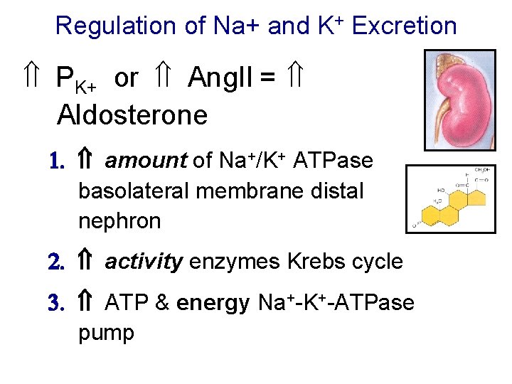 Regulation of Na+ and K+ Excretion PK+ or Ang. II = Aldosterone 1. amount