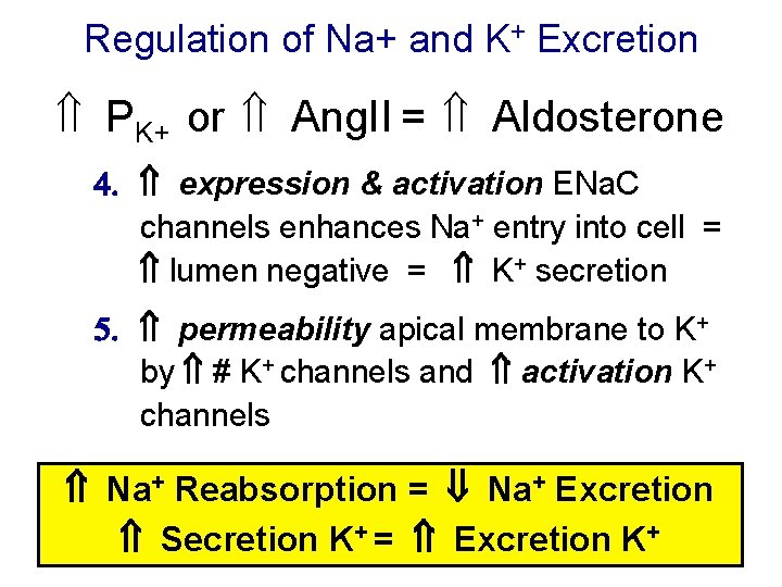 Regulation of Na+ and K+ Excretion PK+ or Ang. II = Aldosterone 4. expression