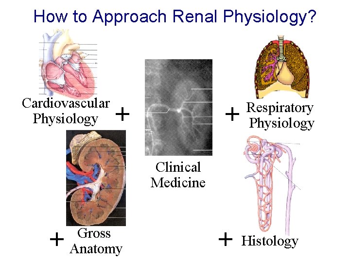 How to Approach Renal Physiology? Cardiovascular Physiology + + Respiratory Physiology Clinical Medicine +
