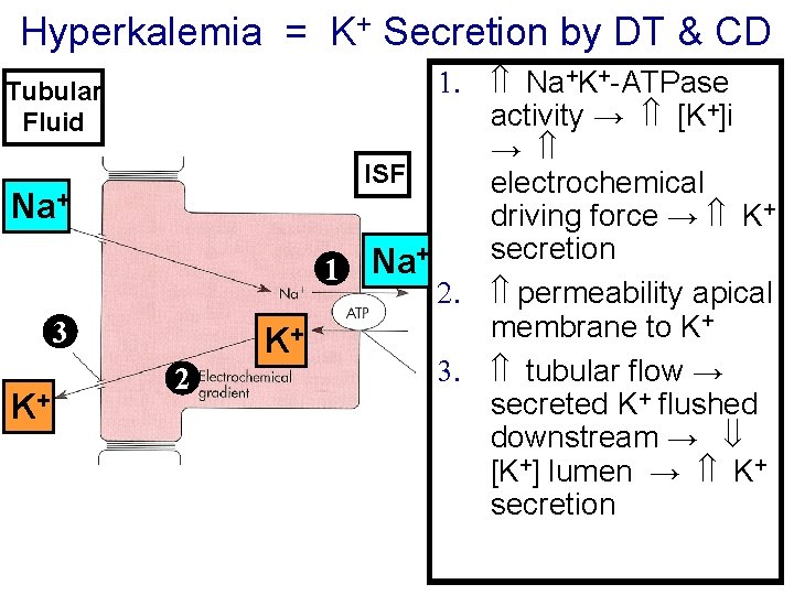 Hyperkalemia = K+ Secretion by DT & CD Tubular Fluid Na+ 3 K+ K+