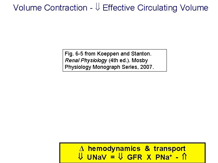 Volume Contraction - Effective Circulating Volume Fig. 6 -5 from Koeppen and Stanton. Renal