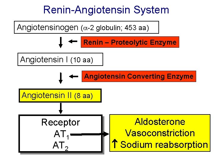 Renin-Angiotensin System Angiotensinogen (a-2 globulin; 453 aa) Renin – Proteolytic Enzyme Angiotensin I (10