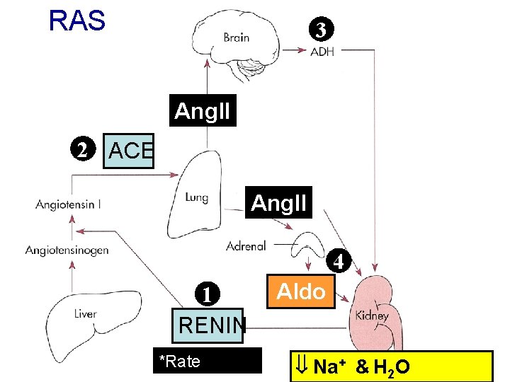 RAS 3 Ang. II 2 ACE Ang. II 4 1 RENIN *Rate Aldo Na+