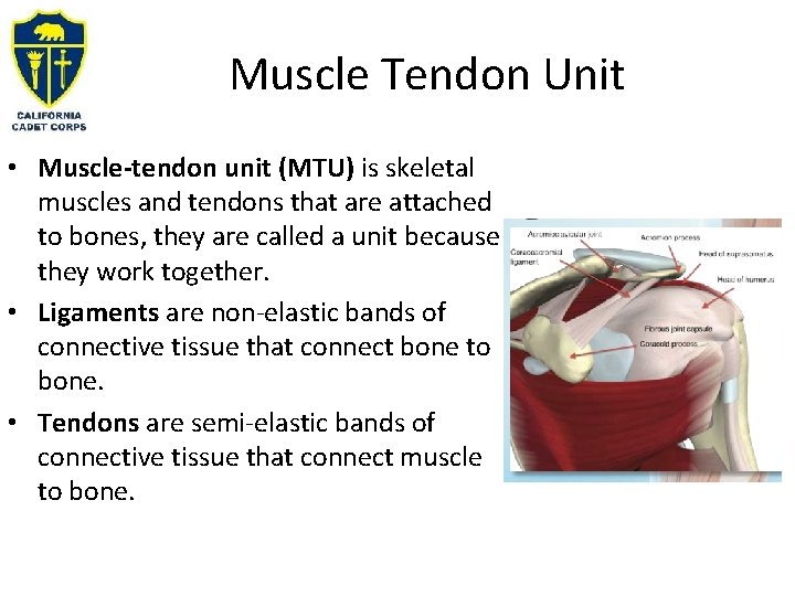 Muscle Tendon Unit • Muscle-tendon unit (MTU) is skeletal muscles and tendons that are